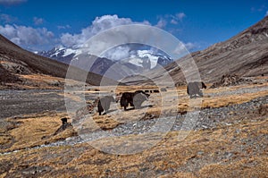 Yaks in Tajikistan