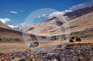 Yaks in Tajikistan