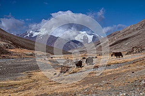 Yaks in Tajikistan