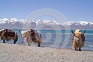 Yaks in Tibet