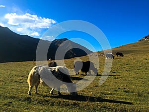 The Yaks in Tibet