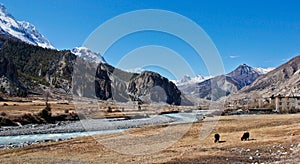 Yaks in valley in Himalaya