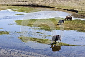 Yaks in the vast wetlands of Qinghai, China