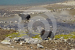 Yaks wading in Gokyo Lakes