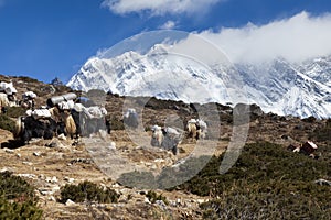 Yaks on the way to Everest Base Camp, beautiful sunny weather and spectacular views