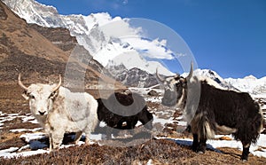Yaks on the way to Everest base camp and mount Lhotse