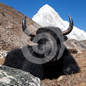 Yaks on the way to Everest base camp and mount Pumo ri