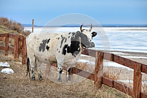 Yakut breed cow near river Lena, Republic Sakha Yakutia.