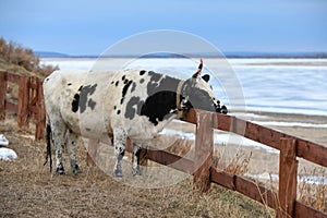 Yakut breed cow near river Lena, Republic Sakha Yakutia.