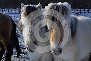 Yakut horse