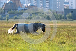 Yakut horse grazing on a green meadow against the background of the city