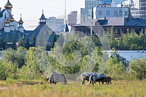 Yakut horses grazing on a green meadow against the background of the city