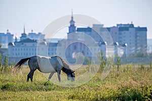 Yakut horses grazing on a green meadow against the background of the city