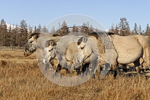 Yakut horses in Oymyakon