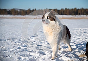 Yakut husky on the expanses of Yakutia