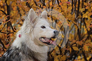 Yakut Laika on the background of autumn leaves