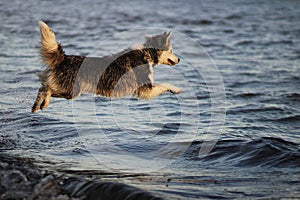 Yakut Laika jumps into the water