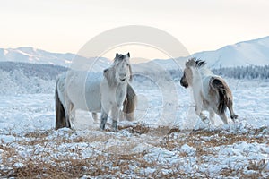 Yakutian horses living on year-round grazing in the extreme conditions of the north in the Sakha Republic, Siberia