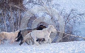 Yakutian horses running on the snow next to some trees
