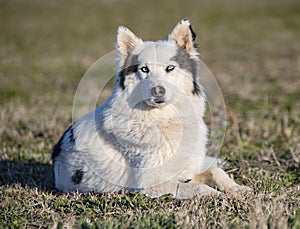 Yakutian Laika in nature