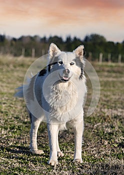 Yakutian Laika in nature