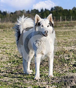 Yakutian Laika in nature