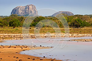 Yala National Park, Sri Lanka, Asia. Beautiful landscape, lake with water flowers and old trees. Forest in Sri Lanka, Big stone ro