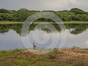 Yale national park in Srilanka