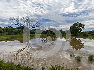 Yale national park in Srilanka