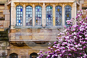 Yale University Magnolia Windows Reflection