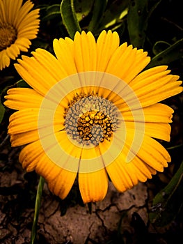 Yallow flower