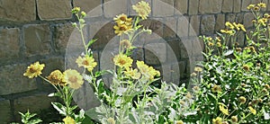 Yallow flowers near stone wall