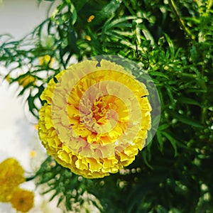 Yallow marigold flower