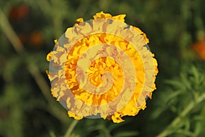 Yallow Mirigold flower in summer