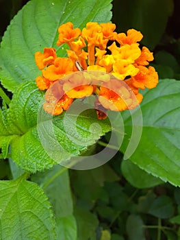 Yallow orenge flower photo