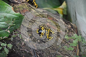 Yallow poison dart frog