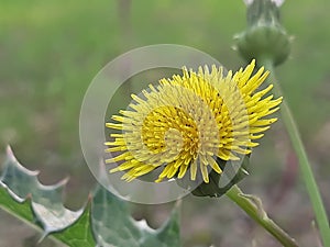 Yallow Wild sunflower