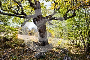 Forest on Mount Ai-Petri, Crimea photo