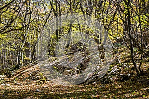 Forest on Mount Ai-Petri, Crimea photo