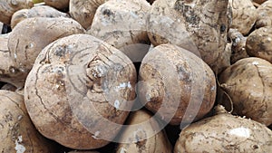 Yam Bean or Jicama unpeeled in the market