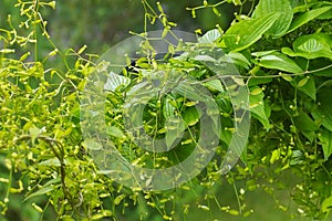 Yam, Dioscorea caucasica plant
