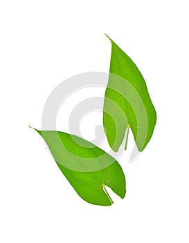 Yam leaf on white background