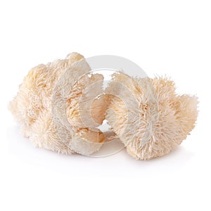 Yamabushitake mushroom or lion mane mushroom isolated over white background