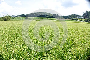 Yamadanishiki Rice Field in Tojo District of Hyogo Prefeture
