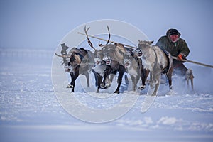 Yamal, open area, tundra,The extreme north,  Races on reindeer sled in the Reindeer Herder`s Day on Yamal