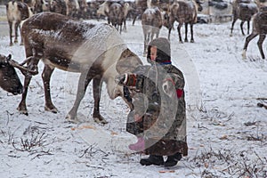 The Yamal Peninsula. Reindeer with a young reindeer herder. Happy boy on reindeer herder pasture