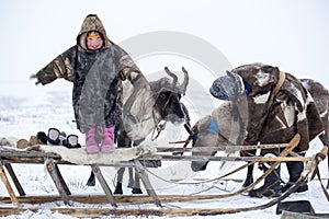 The Yamal Peninsula. Reindeer with a young reindeer herder. Happy boy on reindeer herder pasture playing with a toys in winter