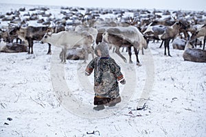 The Yamal Peninsula. Reindeer with a young reindeer herder. Happy boy on reindeer herder pasture playing with a toys in winter