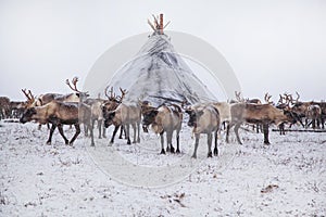 Yamal peninsula  Siberia. A herd of reindeer in winter  Reindeers migrate for a best grazing in the tundra nearby of polar circle