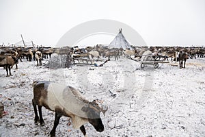 Yamal peninsula, Siberia. A herd of reindeer in winter, Reindeers migrate for a best grazing in the tundra nearby of polar circle